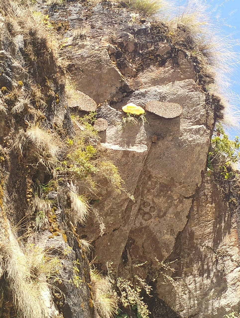wonderful timing of Manasl-utrekguide group while the harvesting of wild honey bees